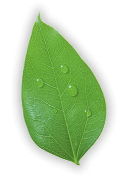 Paysagiste Entretien de jardin Elagage Libourne Coutras Saint Andre de Cubzac - Jardi Creation - leaf
