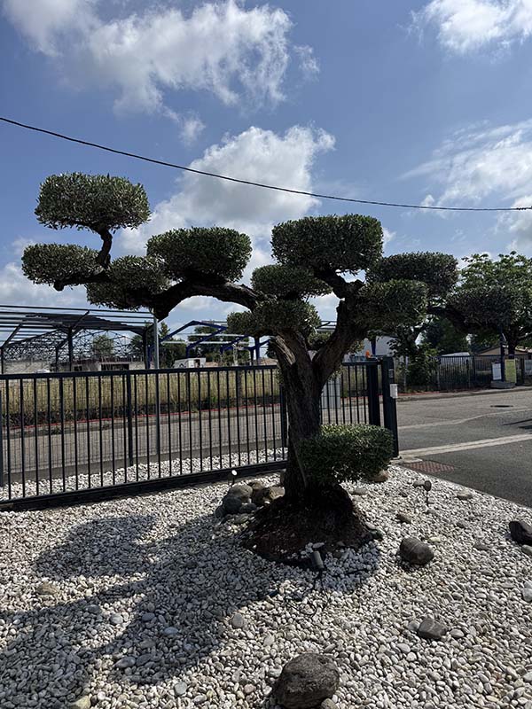 Paysagiste Entretien de jardin Elagage Libourne - Jardi Creation 14