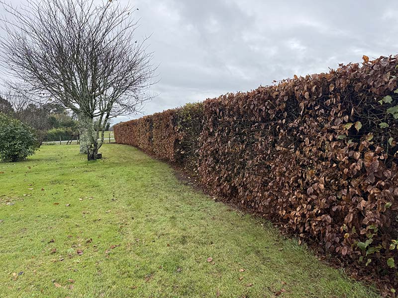 Paysagiste Entretien de jardin Elagage Libourne - Jardi Creation 6