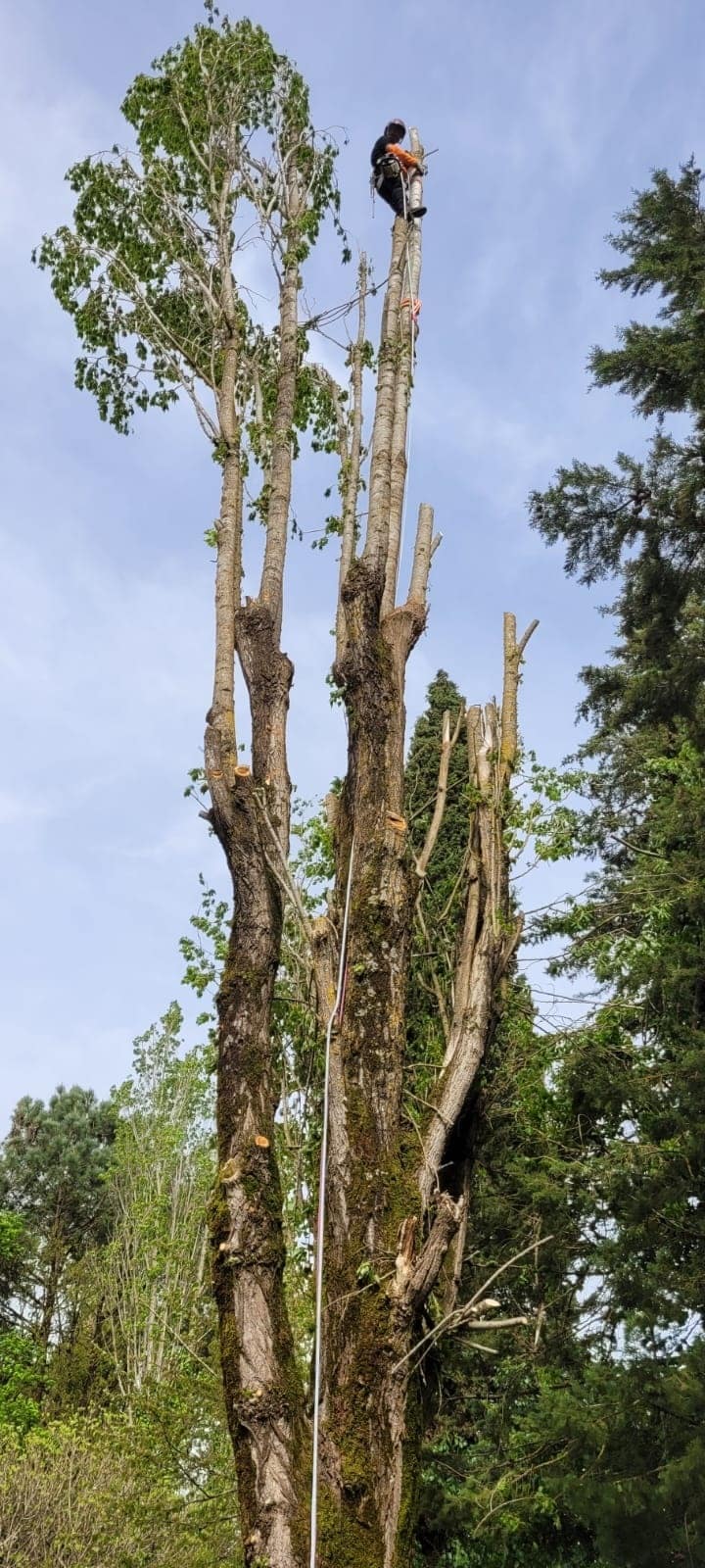 Paysagiste Entretien de jardin Elagage Libourne - Jardi Creation 7